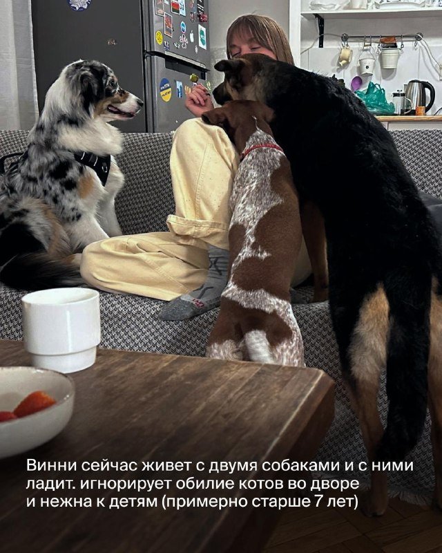 Винни, собака ищет дом 7