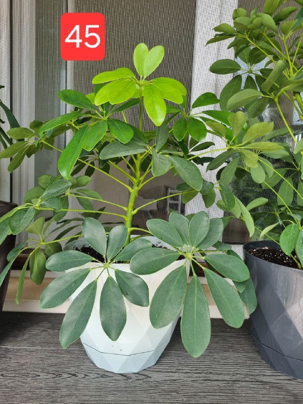 Цветы шефлера в горшках и пластике