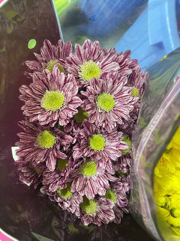 Хризантема одноголовая, кустовая, тюльпаны, эустома, букеты 6