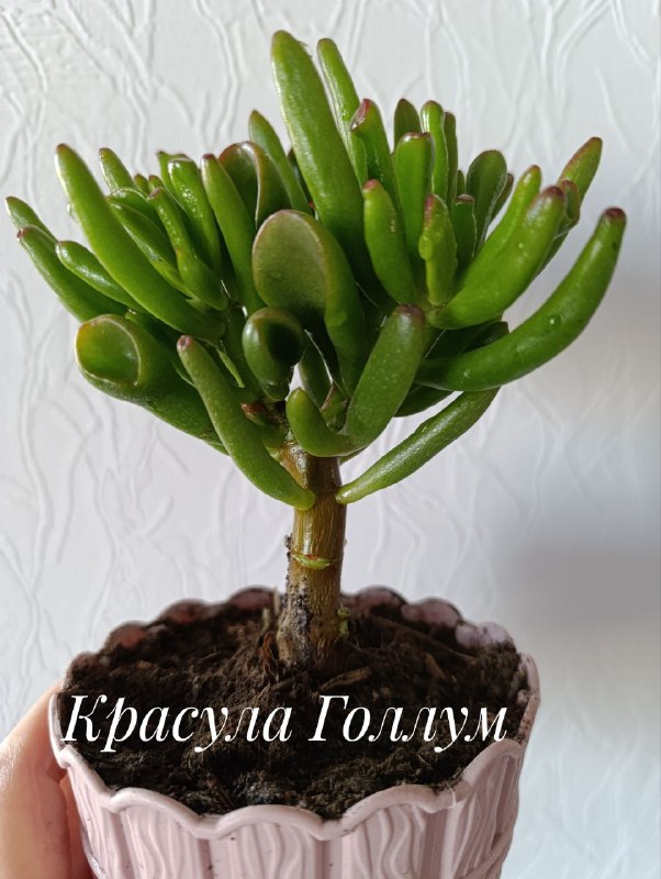 Декабрист, Красула Голлум, Суккуленты, Спатифиллум, Замиокулькас 5