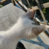 Котята 4