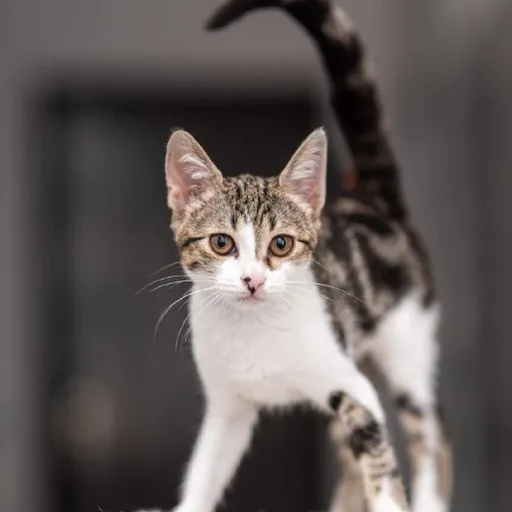 Кошка Марсия