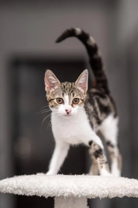 Кошка Марсия