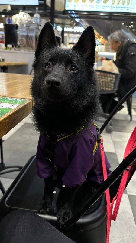 Дождевик для собаки 7 кг 5