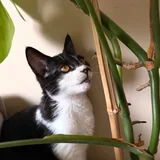 Кошка Звёздочка 6