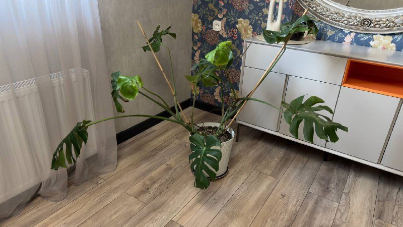 Растения, Манстера большая 7