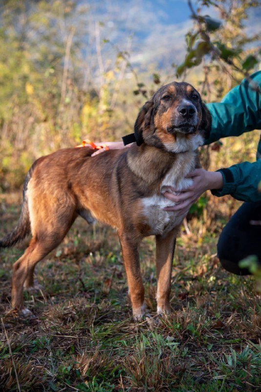 Спасенный средний мальчик собака 1 год