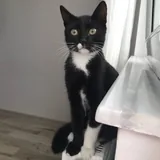 Чёрная кошечка с зелёными глазами ищет дом 1