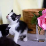 Котята 4