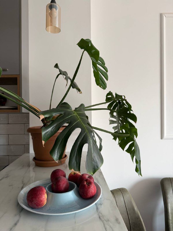 Монстера, компьютерный стул, стол, монитор 2