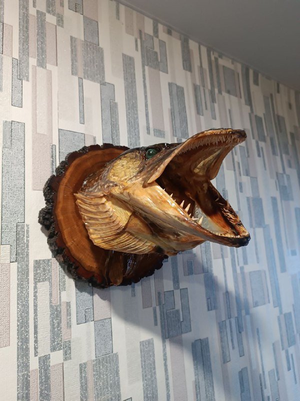 Чучело головы рыбы щуки на деревянной доске