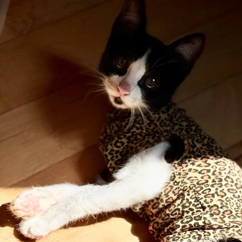 Котенок Онигири ищет добрую семью 1