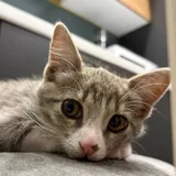 Котёнок Юми 4