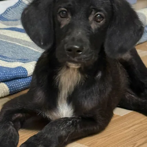 Щенок Молли ищет дом