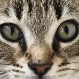 Котёнок Шпрот ищет дом 2