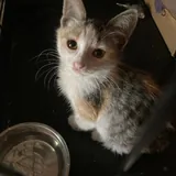 Котенок Наташка 4