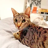 Кошка Альфа 3