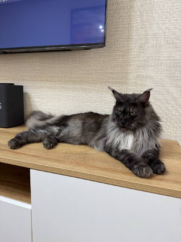 Кошка породы Мейн кун стерильная с документами