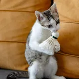 Котенок Ася 5
