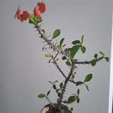 Комнатные растения 3