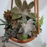 Комнатные растения, монстера, диффенбахия, фикус, суккуленты 5