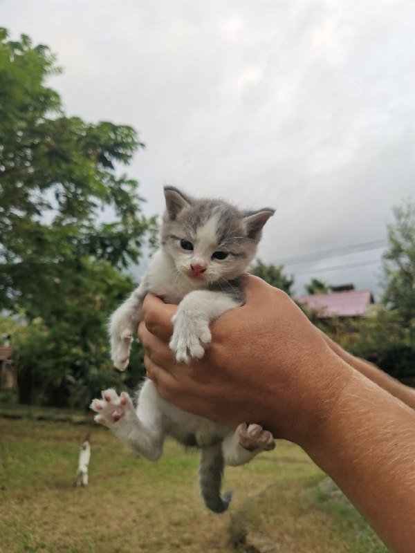 Котята домашние голубые и с белым 4