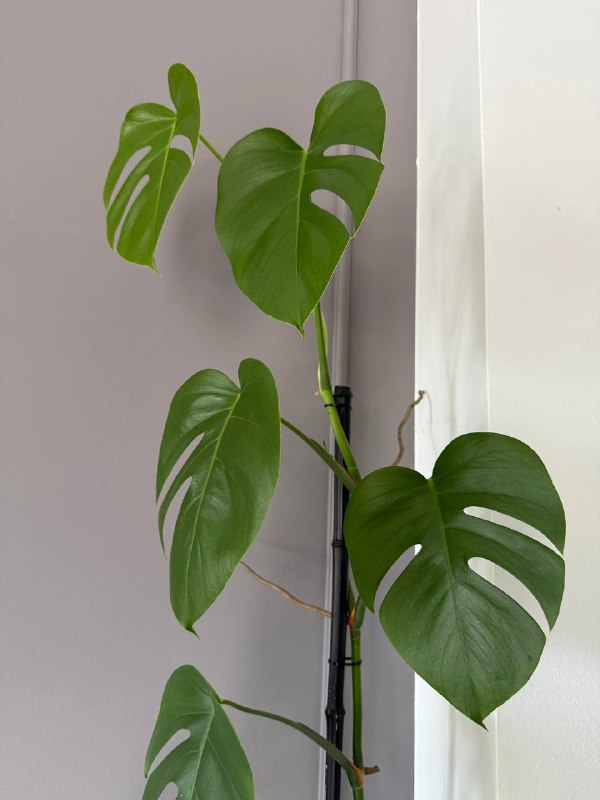 Монстера с кашпо-подставкой 4