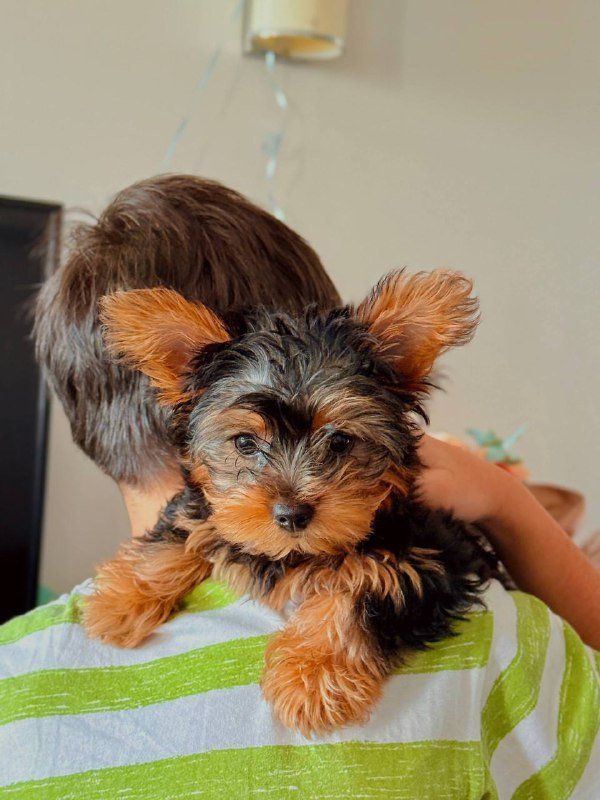 Щенок Йоркширского Терьера девочка 5 месяцев