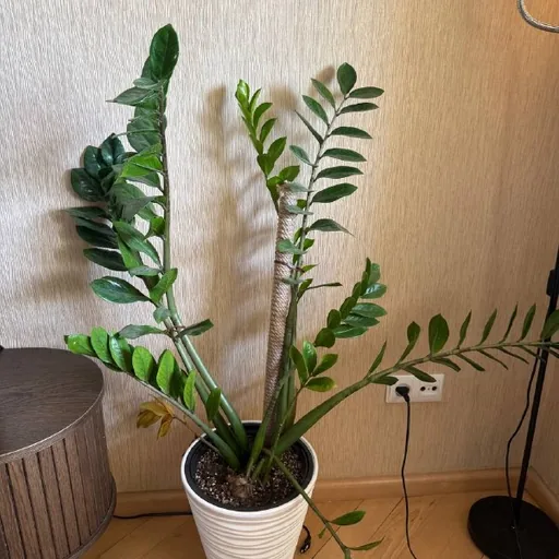 Замиакулькус с горшком