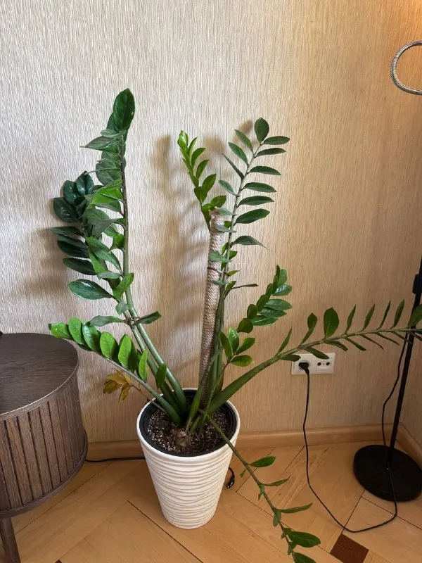 Замиакулькус с горшком