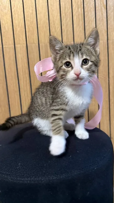Котенок 1