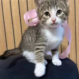 Котенок 1