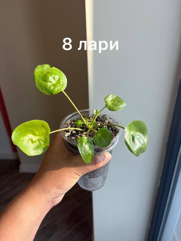 коллекция домашних цветов 8