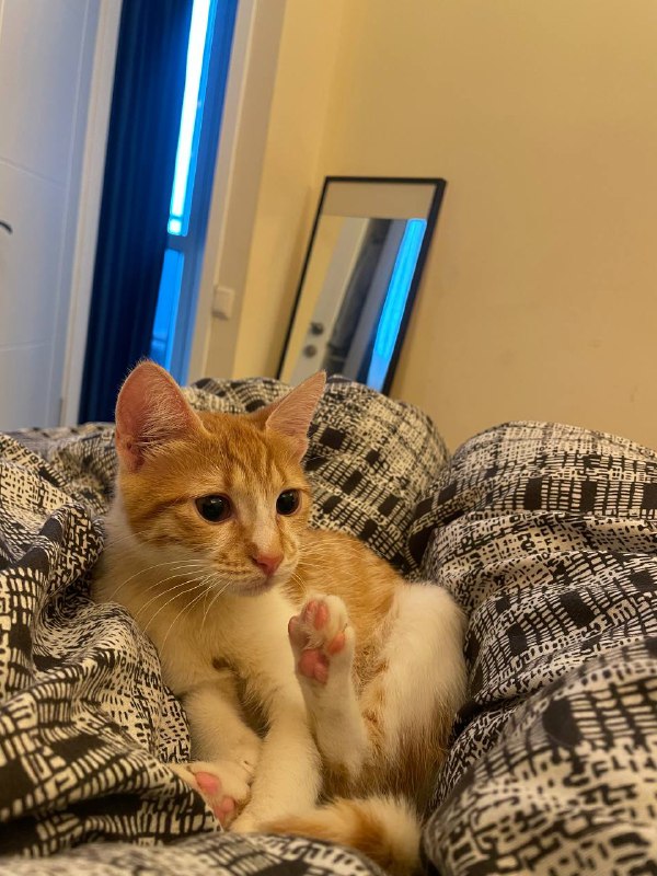 Рыженький котёнок девочка Пенни 6