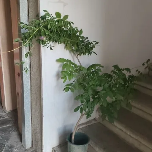 Глициния, пальма