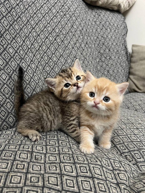 Шотландские прямоухие котята девочки