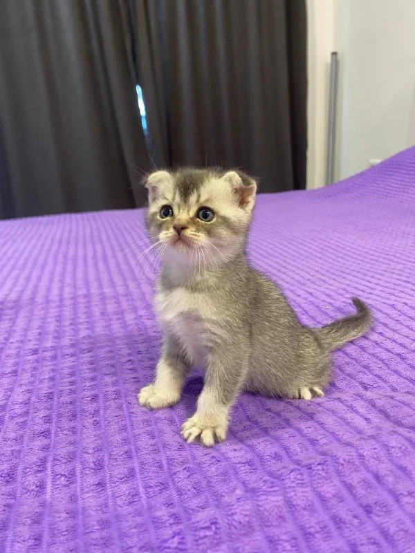 Шотландские котята 1