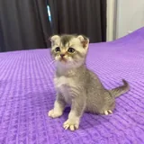 Шотландские котята 1