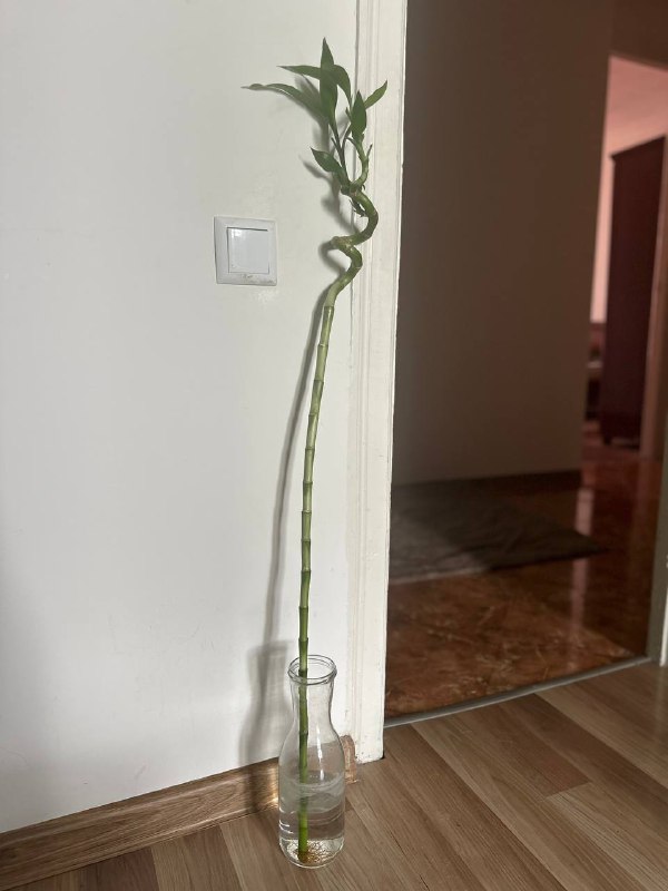 бамбук в вазе