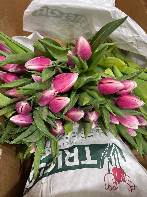 Хризантема одноголовая, кустовая, тюльпаны, эустома, букеты 2