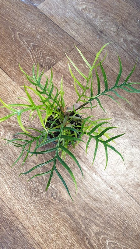 Тортум, Крокодил, Фикус амстел кинг, Селло комнатные растения