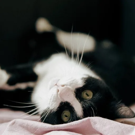 Кошка Фрау