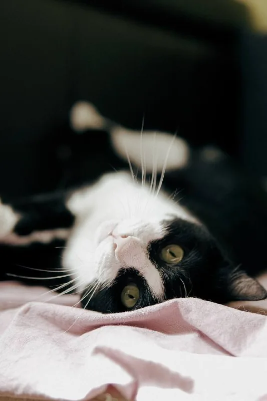Кошка Фрау 1