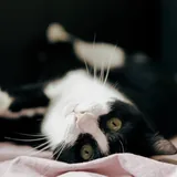 Кошка Фрау 1