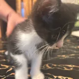 Котёнок 2