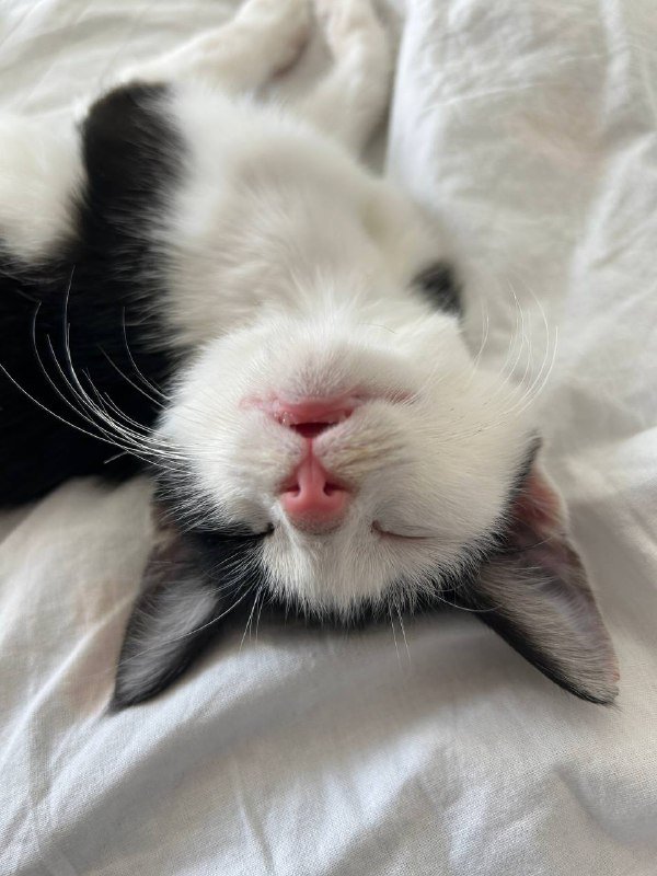 Котёнок Тюша с переноской и игрушками 3