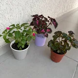 Комнатные растения 2