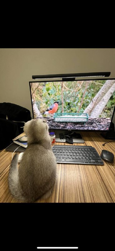 Монитор Dell U2715h 27" 2560x1440 IPS 2