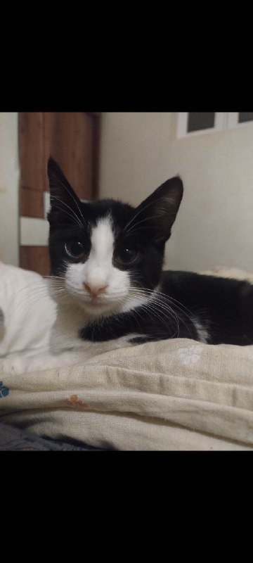 Котик 3 месяца бесплатно