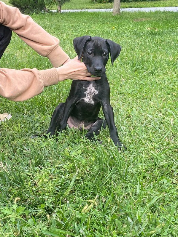 Щенок мальчик метис лабрадора 3